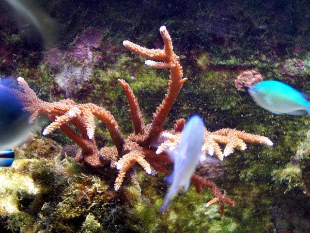Bac récifal SPS coraux dur